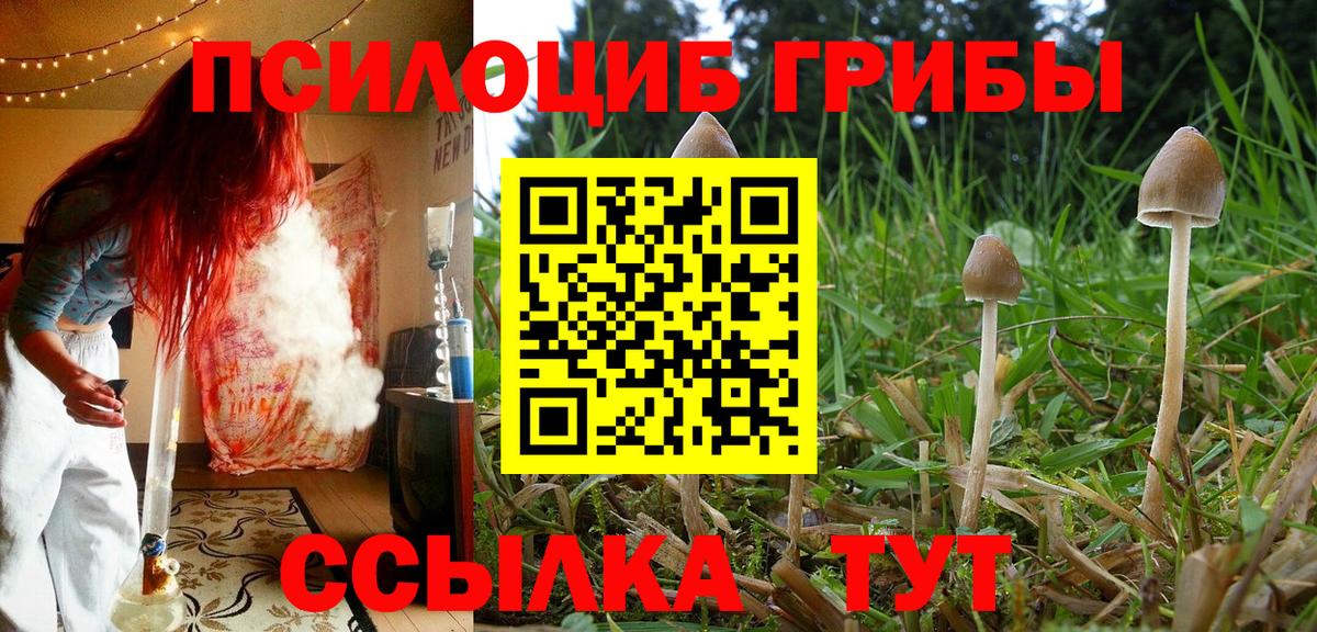 Киржач  Галлюциногенные грибы Psilocybe  Вход с VPN 
